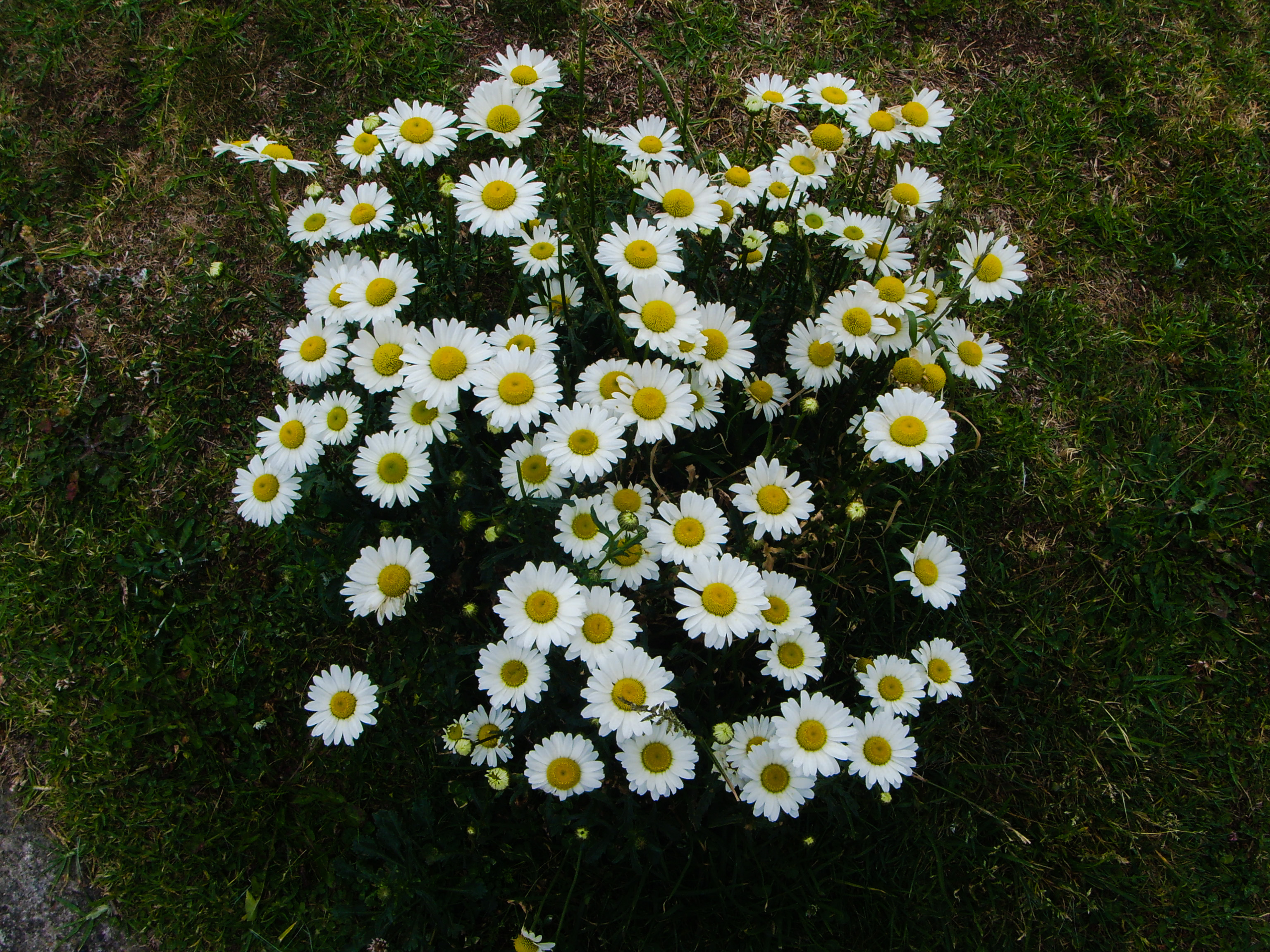 Las flores de Guatavita